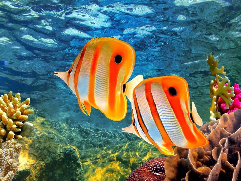 Удивительно красивые острова Фиджи - 6