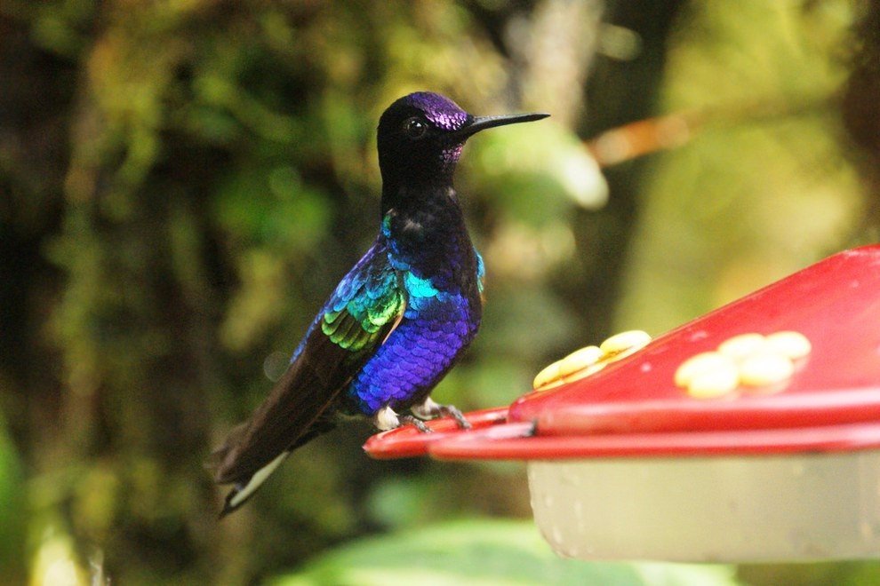 Пурпурный венценосный колибри.