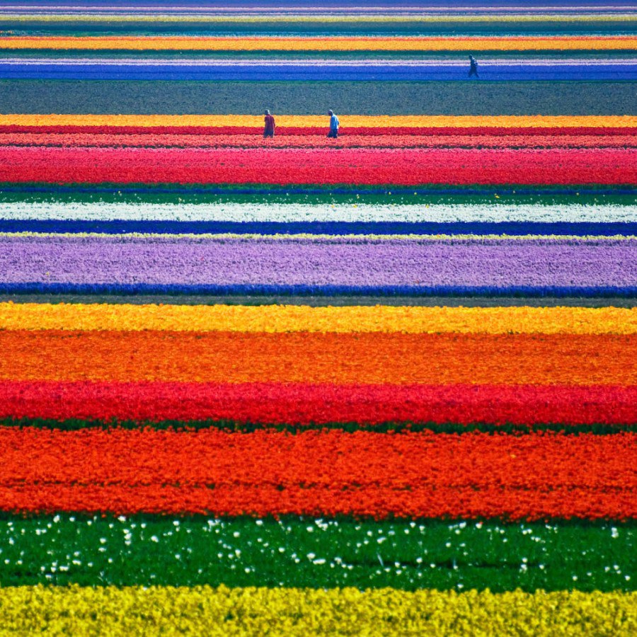 Тюльпановые поля. Нидерланды.