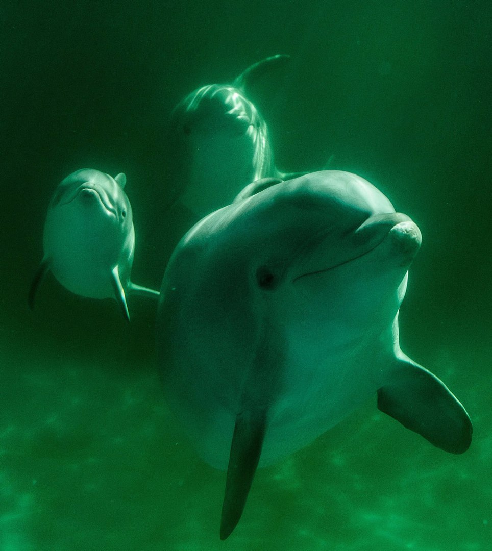 7-дневный дельфинчик