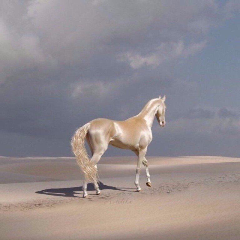 Ахалтекинец.