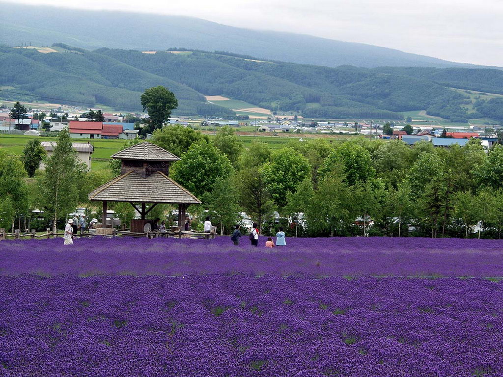 Лавандовые фермы Tomita и Furano (Япония) - 5