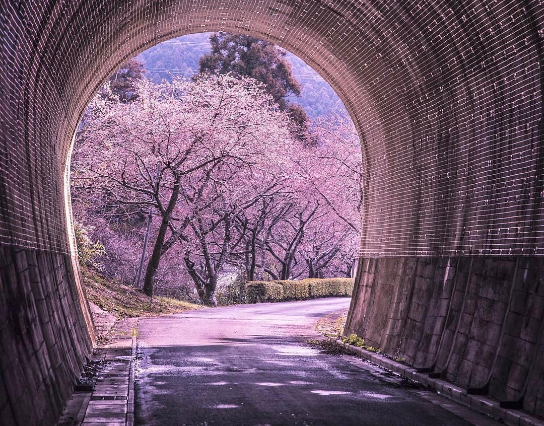 Дорога в Весну 