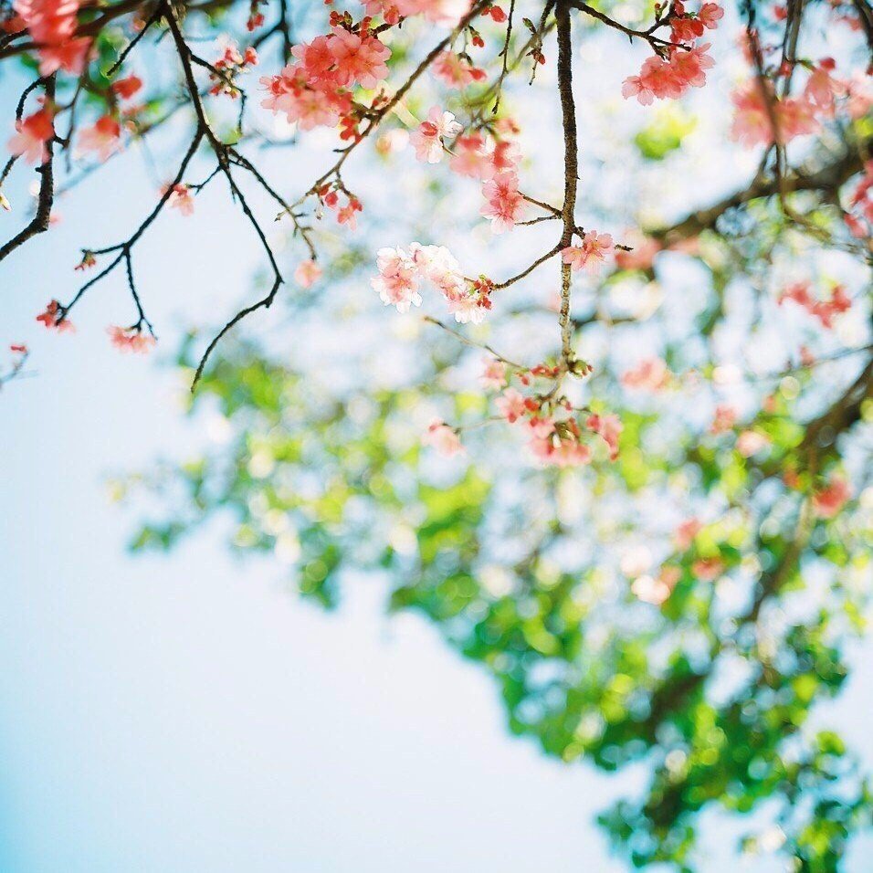 Учись у весны. Расцветай. - 5