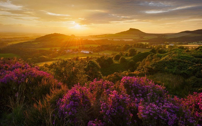 Вересковый цвет в Северном Йорке