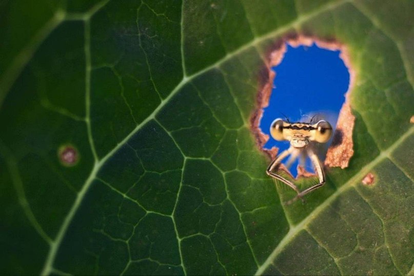Любопытные стрекозы в неожиданно милой фотосессии Типли Ремуса