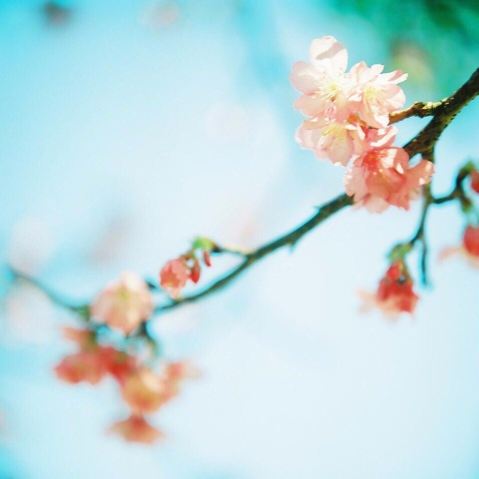 Учись у весны. Расцветай.