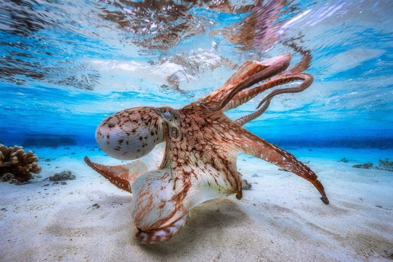 Победители конкурса «Underwater Photographer of the Year 2017»