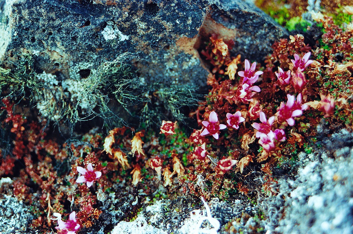 Земля Франца-Иосифа - 6