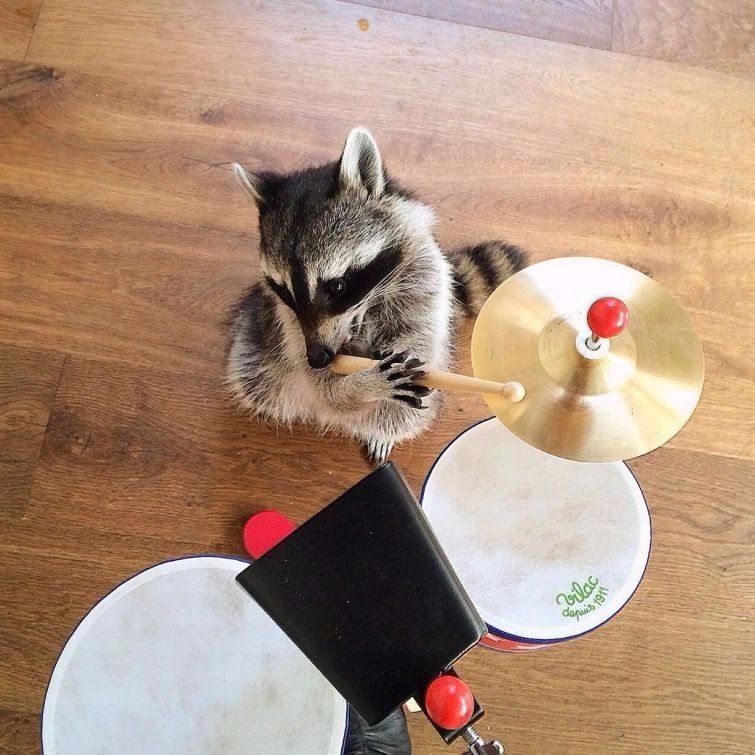 Мелани – енот, который умеет кататься на двухколёсном велосипеде и знает более 100 команд - 8