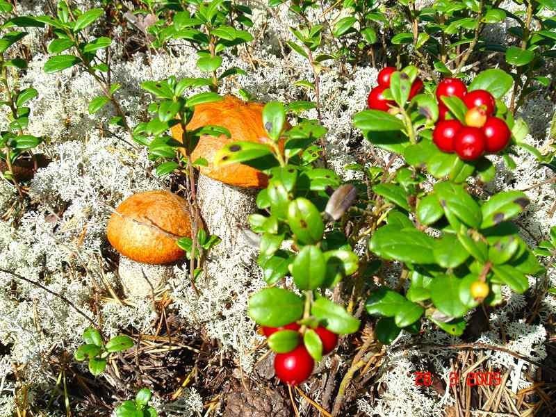 Дары Карелии