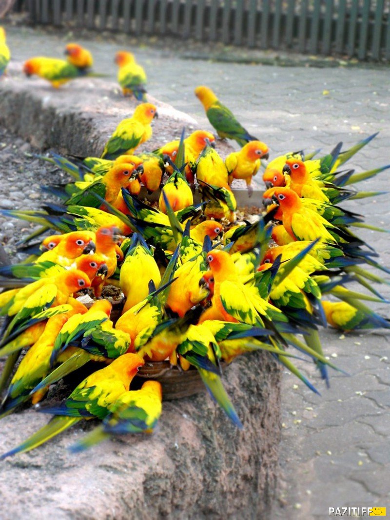 Будто букет цветов<br><br>Вокруг Света в Instagram @roundtheworld2