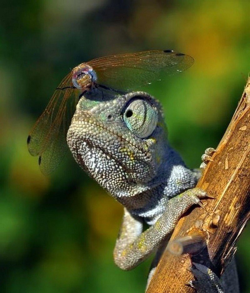 Так выглядит наглость.
