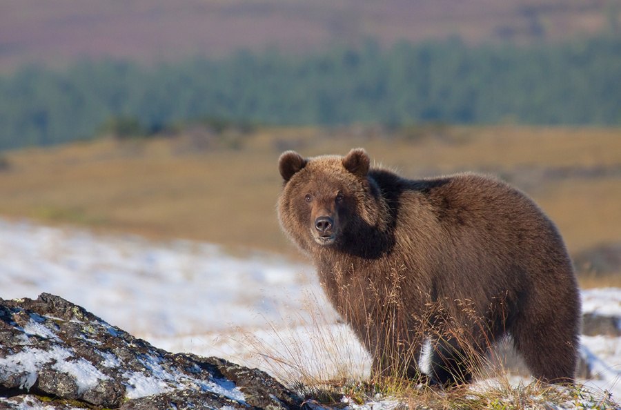 Очаровательная Камчатка в объективе Дениса Будькова. - 9