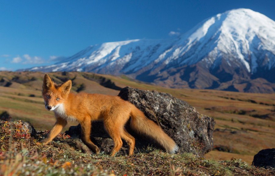 Очаровательная Камчатка в объективе Дениса Будькова. - 7