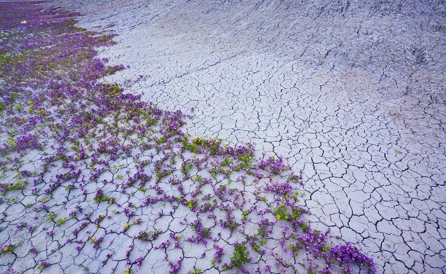 Цветущая пустыня, Калифорния, США