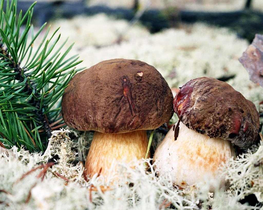 Дары Карелии - 8