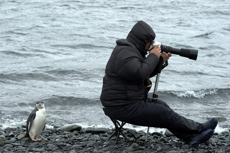 Фотограф и пингвин.<br><br>Вокруг Света в Instagram @roundtheworld2