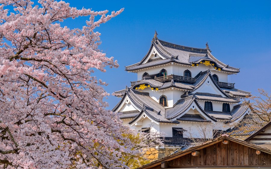 Нежный аромат окружает японский средневековый замок Хиконэ.