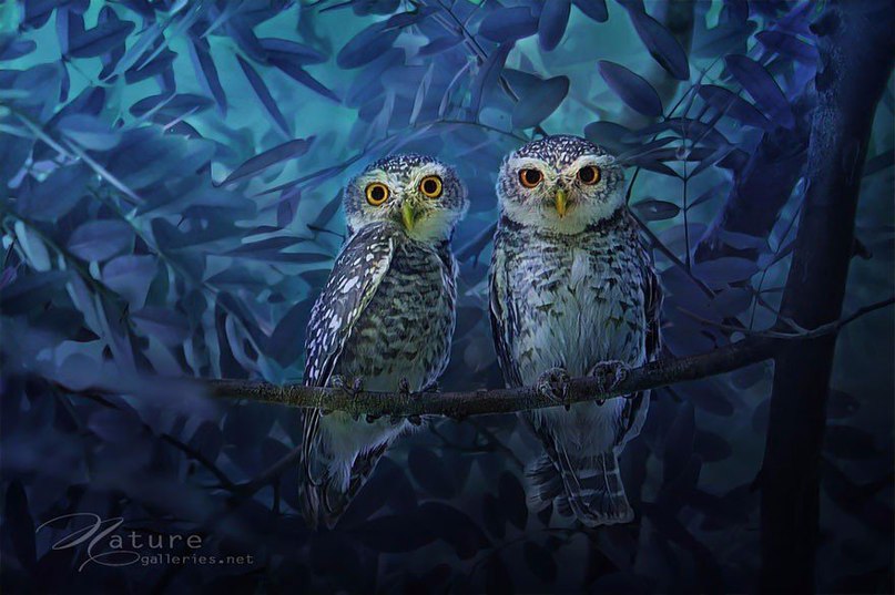 Совы — одни из самых царственных, загадочных и изящных существ для фотографов дикой природы. Вот и тайский фотограф Саси Смит проводит много времени, пытаясь поймать удачный кадр и показать, что совы не только хищные и свирепые охотники, но и очень м