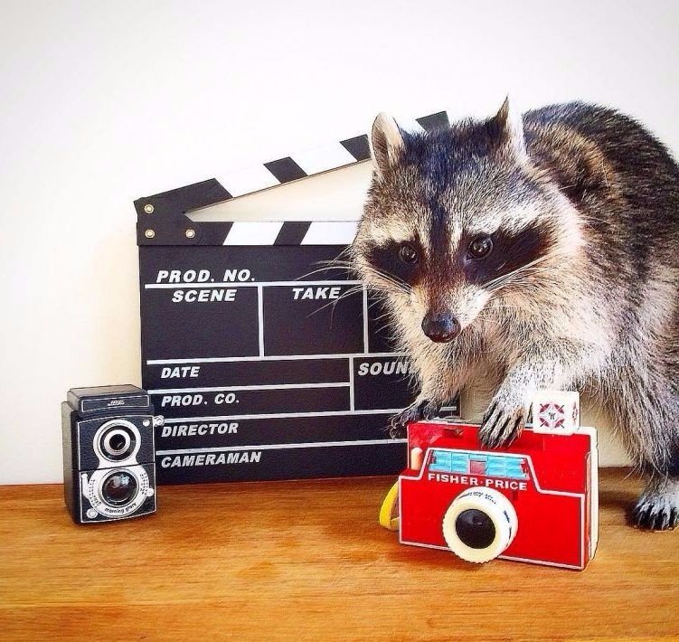 Мелани – енот, который умеет кататься на двухколёсном велосипеде и знает более 100 команд - 5