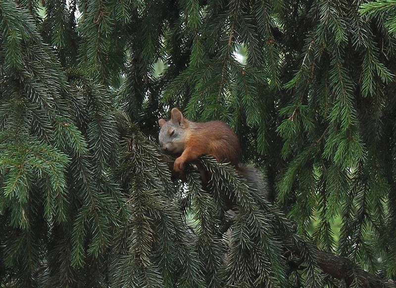 Наскакалась за день.