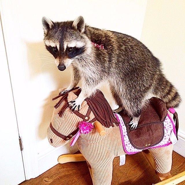 Мелани – енот, который умеет кататься на двухколёсном велосипеде и знает более 100 команд - 6