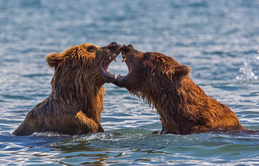 Очаровательная Камчатка в объективе Дениса Будькова. - 5