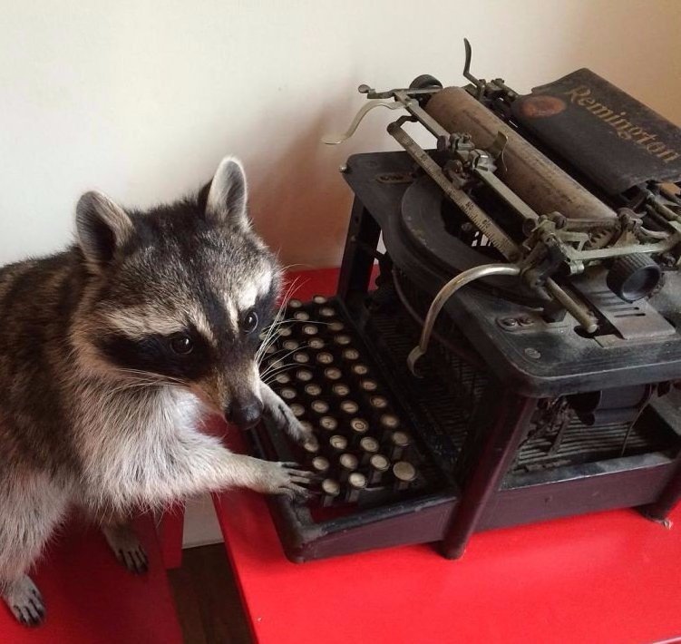 Мелани – енот, который умеет кататься на двухколёсном велосипеде и знает более 100 команд - 7