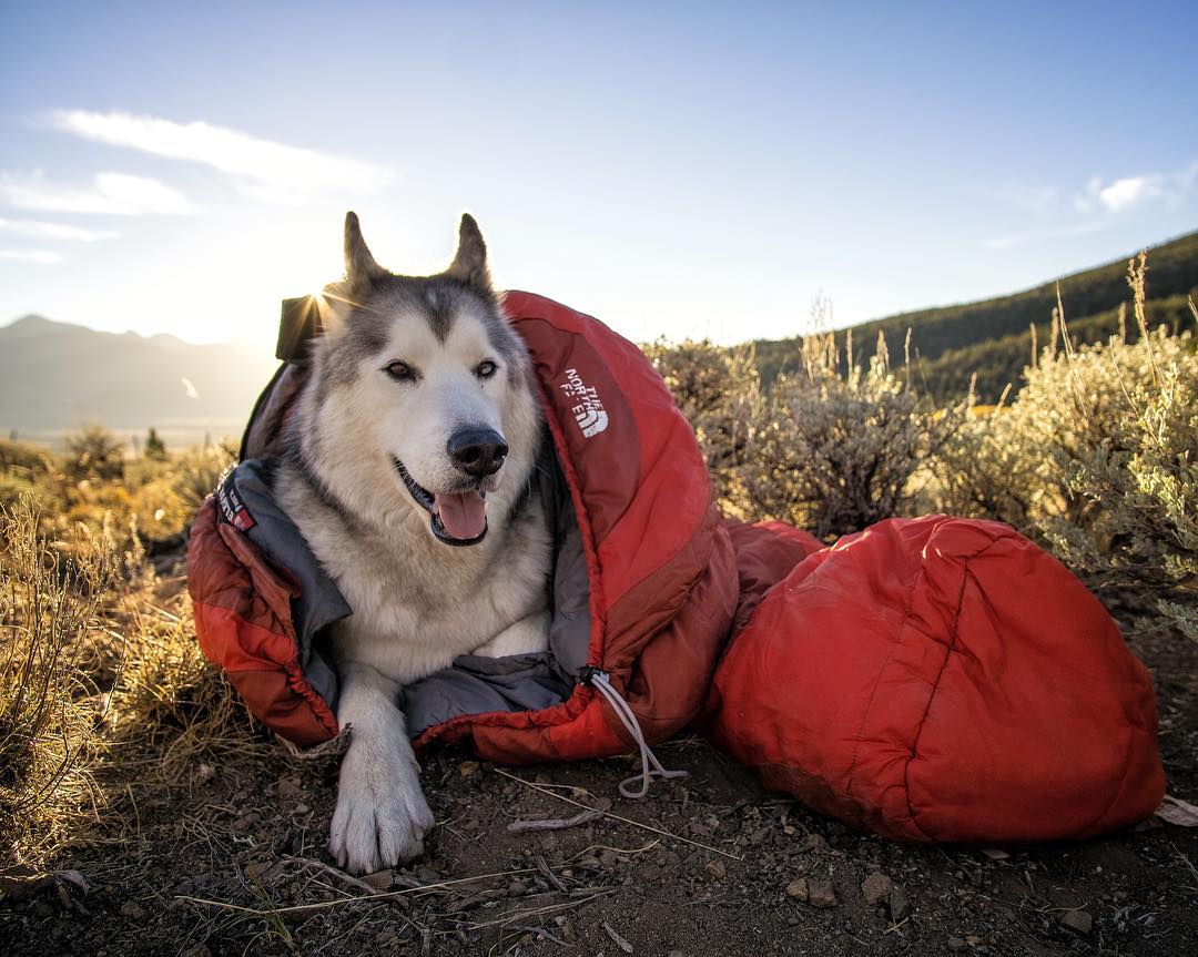 Фотограф и его собака Локи, с которой он путешествует. - 6