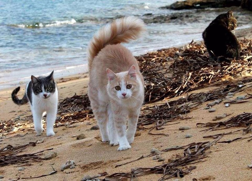 Кошачий пляж, покоривший тысячи туристов: Су-Паллозу, остров Сардиния, Италия - 5