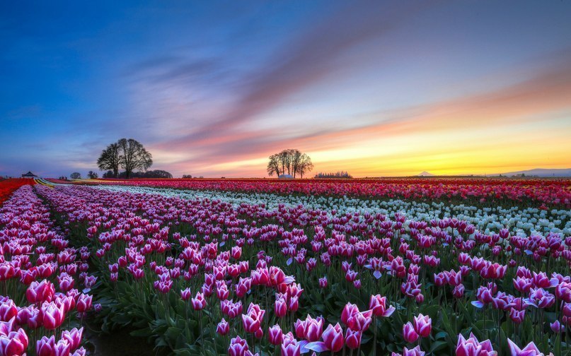 Tulip Fields, Netherlands - 5
