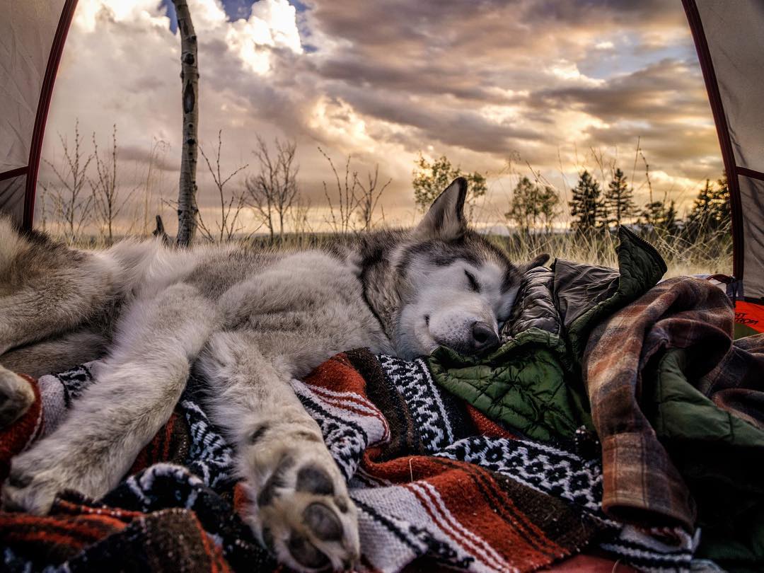 Фотограф и его собака Локи, с которой он путешествует. - 7