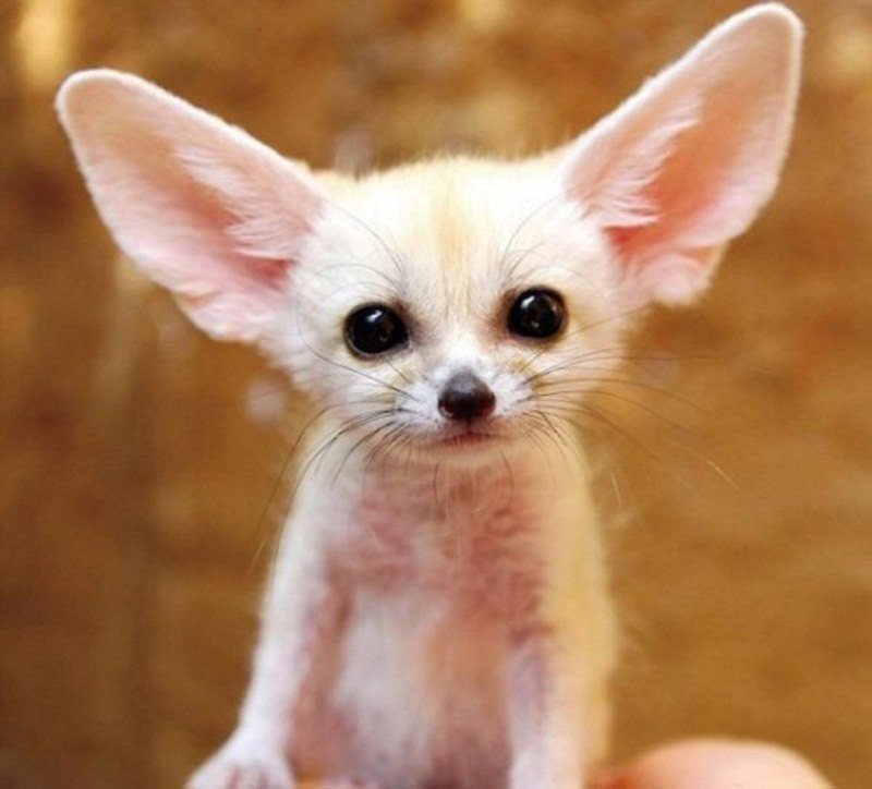 Детеныши животных - 6