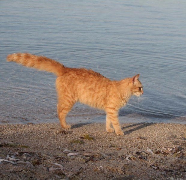 Кошачий пляж, покоривший тысячи туристов: Су-Паллозу, остров Сардиния, Италия - 8