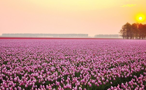 Tulip Fields, Netherlands - 7