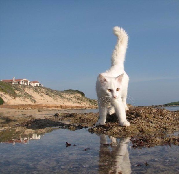Кошачий пляж, покоривший тысячи туристов: Су-Паллозу, остров Сардиния, Италия - 7