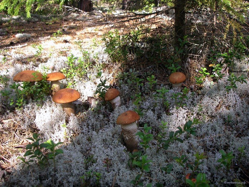 Дары Карелии - 5