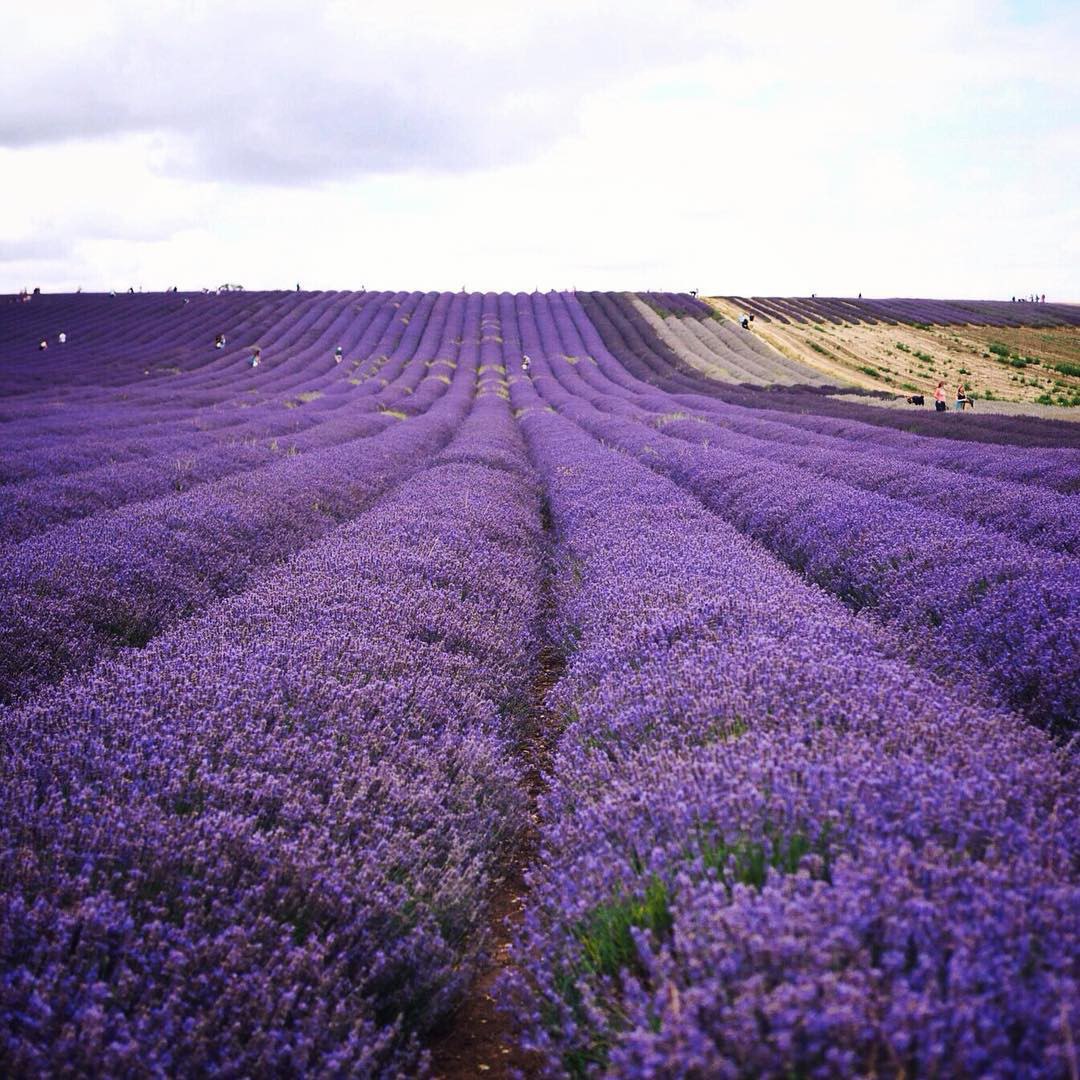 Лавандовые поля Прованса