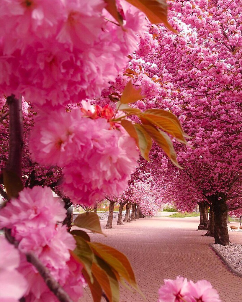 Цветущий Сьон, Швейцария