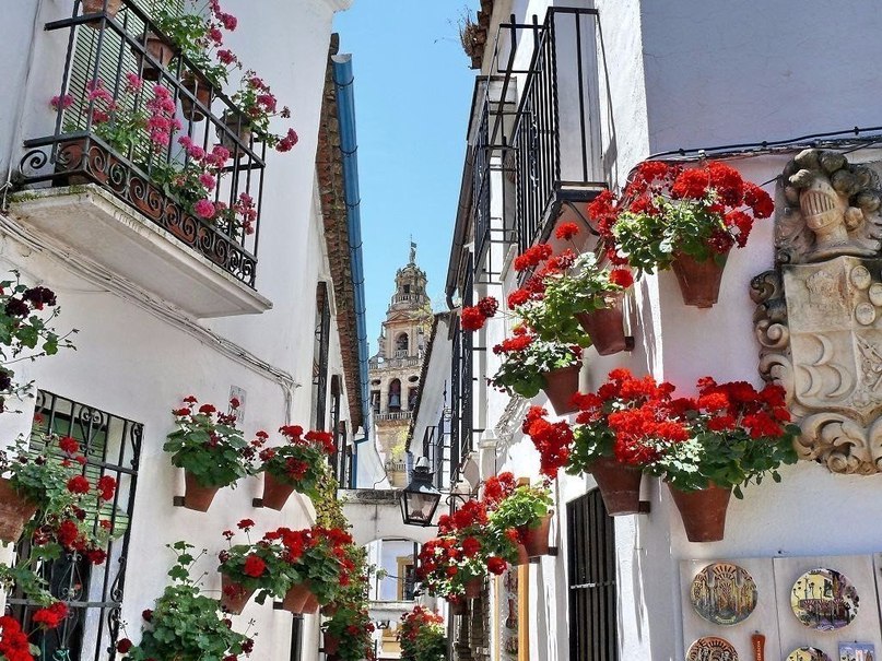 Испания утопает в цветах - 6