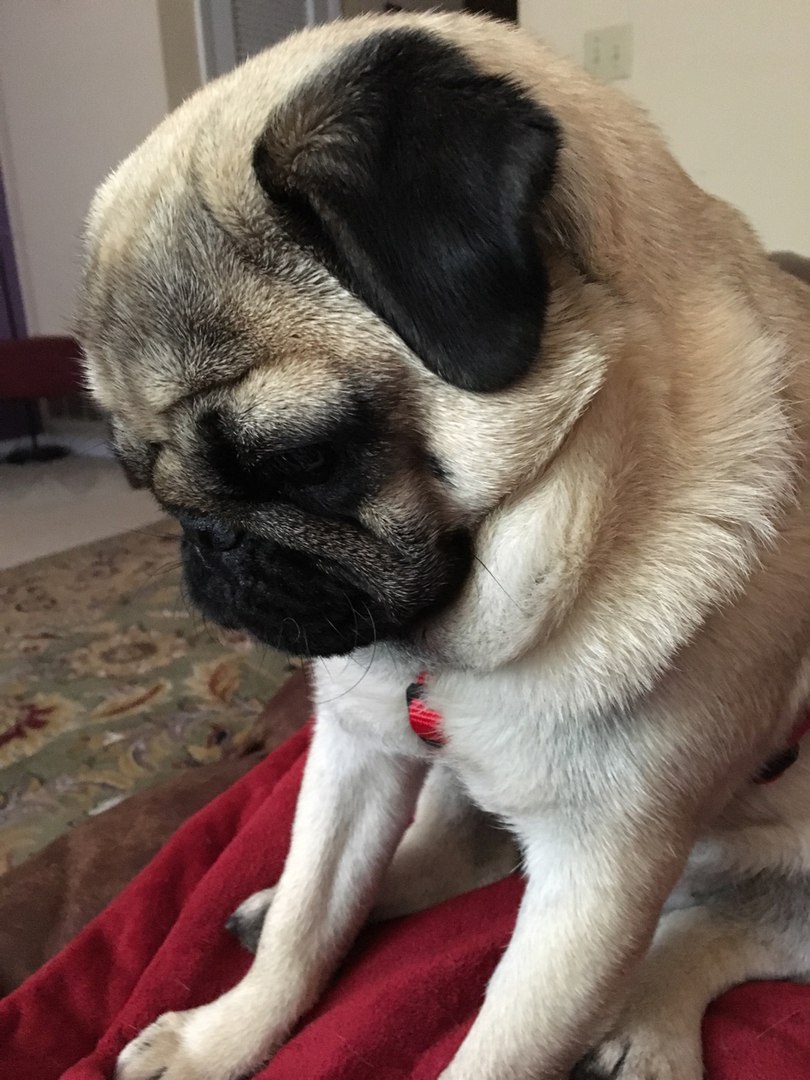 Провинился.