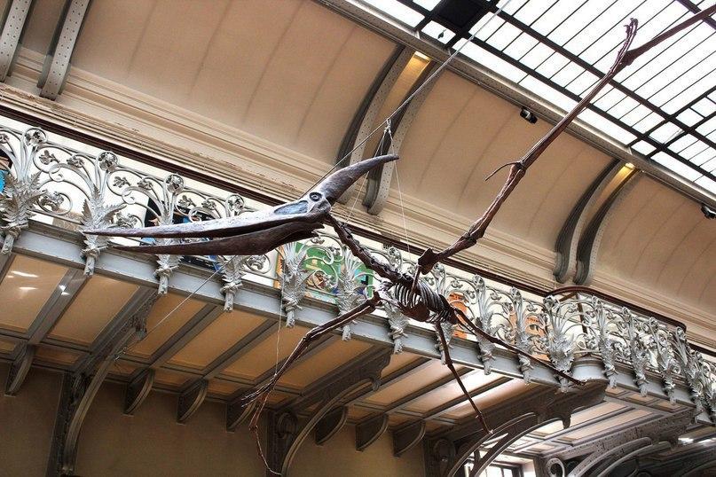 Музей палеонтологии в Париже - 5