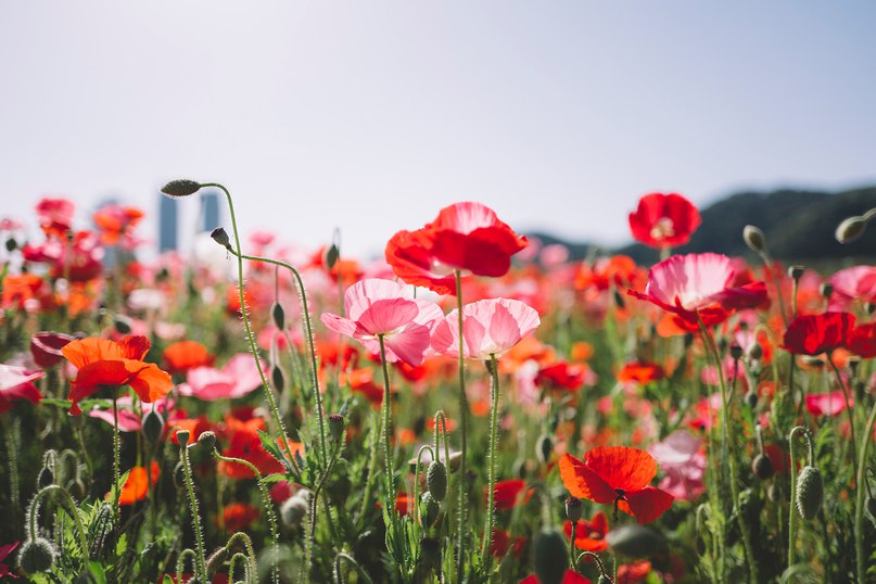 Маковые поля. - 5