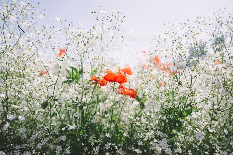 Маковые поля. - 7