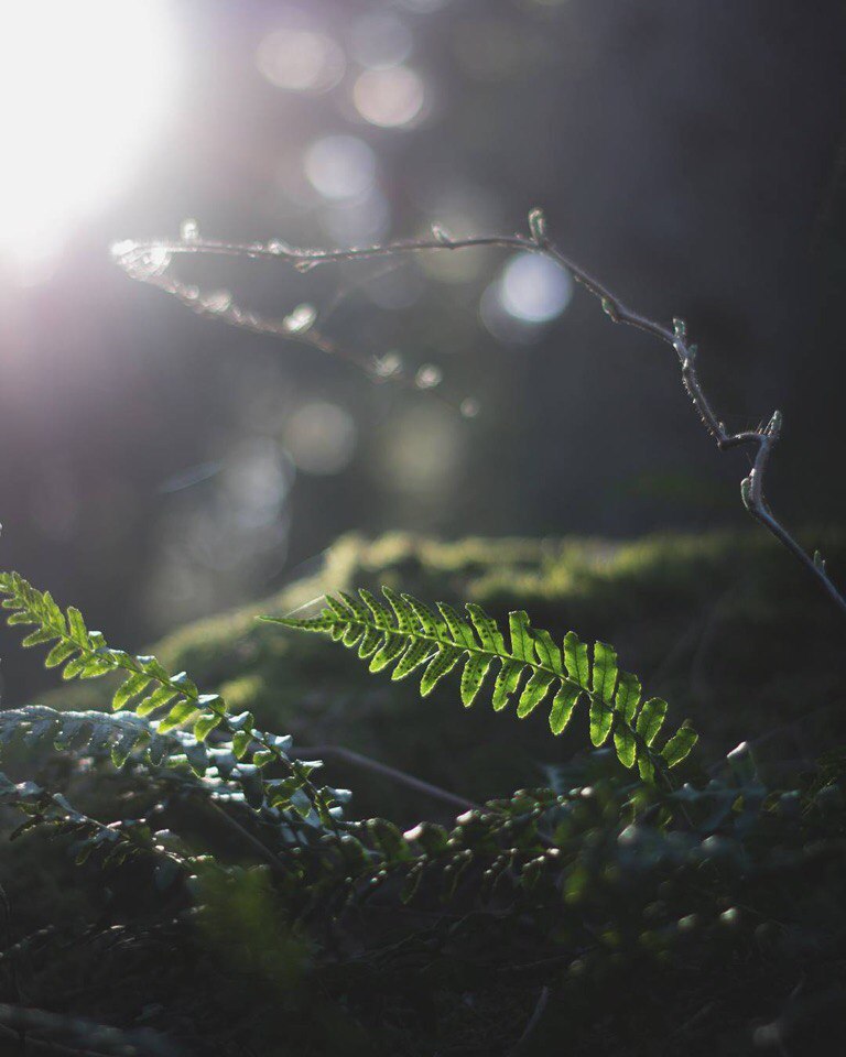 Dalsland, Sweden - 5