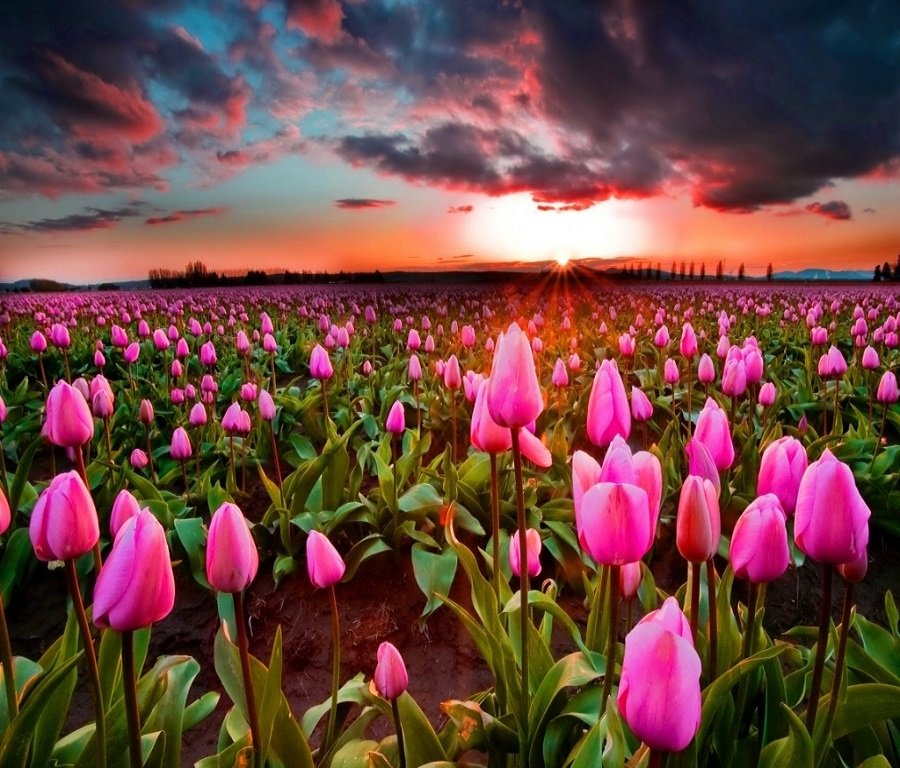 Поля тюльпанов, Нидерланды