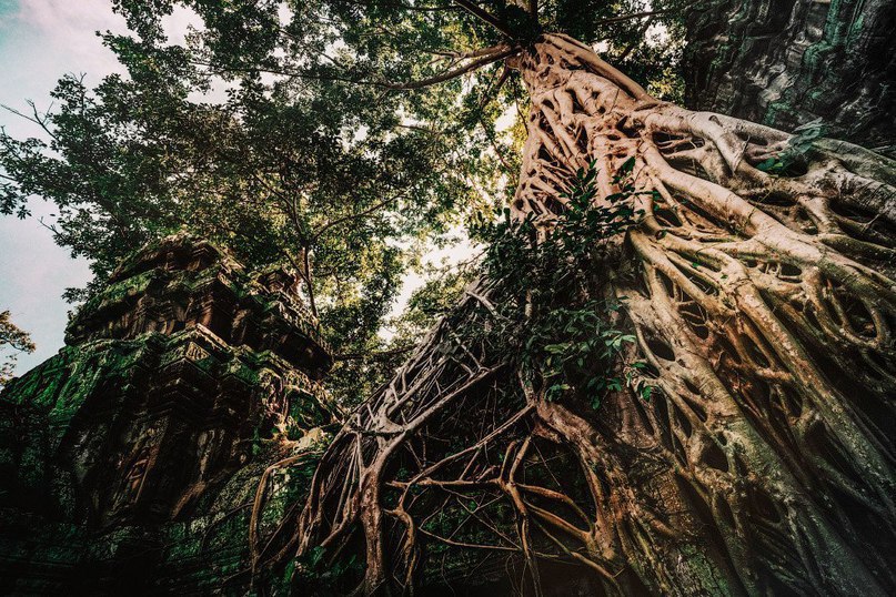 Abandoned Temples of Cambodia - 7