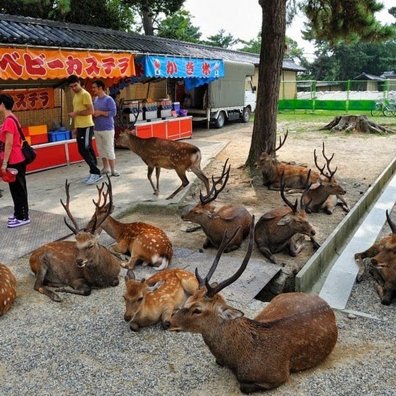 Японский город Нара, в котором олени вместо собак и кошек.
