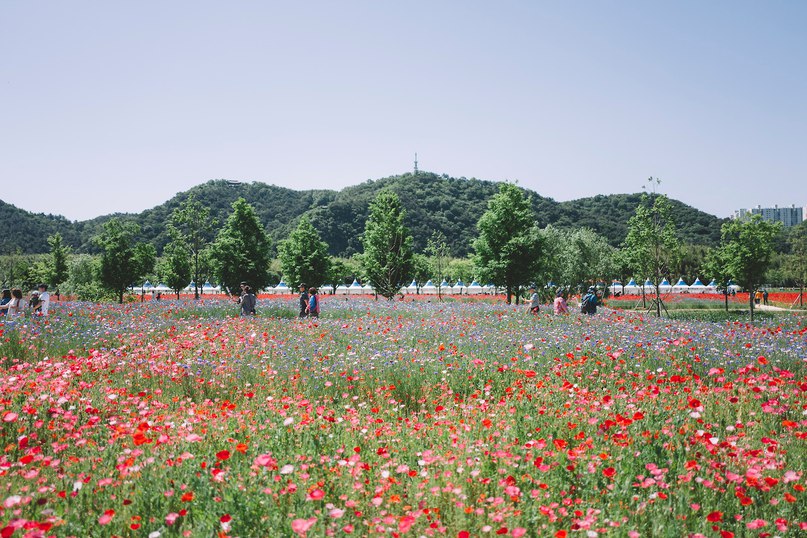 Маковые поля. - 6